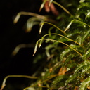 Rhizogonium-bifarium-moss-walk-to-lookout-near-campground-Waikaremoana-2015-10-22-IMG 2190