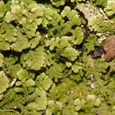 Trichocolea-mollissima-foliose-liverwort-walk-to-lookout-near-campground-Waikaremoana-2015-10-22-IMG 2193