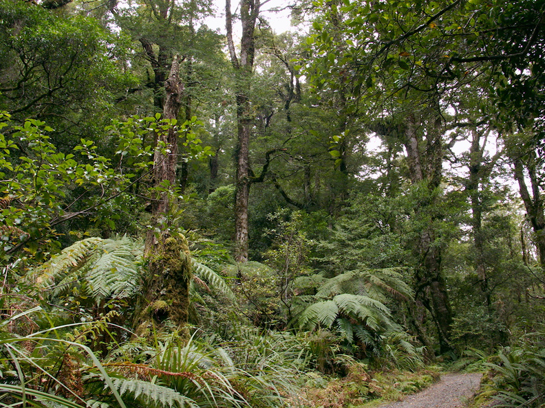 forest-near-Aniwaniwa-Visitor-Centre-Waikaremoana-2015-10-22-IMG_6013.jpg
