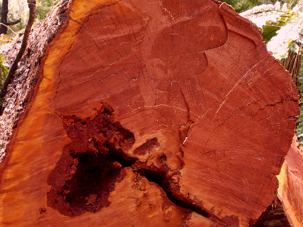 tree-trunk-cross-section-showing-mycelium-and-red-heartwood-Aniwaniwa-to-Lake-Waikereti-2015-10-23-IMG 6041
