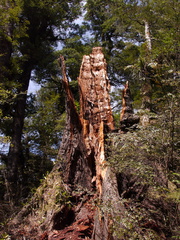 tree-trunk-stump-Aniwaniwa-to-Lake-Waikereti-2015-10-23-IMG 6043