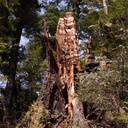 tree-trunk-stump-Aniwaniwa-to-Lake-Waikereti-2015-10-23-IMG 6043