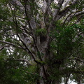 Agathis-australis-branching-Large-Kauri-Sanctuary-Waipoua-Forest-09-07-2011-IMG_9166.jpg