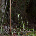Pterostylis-sp-greenhood-orchid-Large-Kauri-Sanctuary-Waipoua-Forest-09-07-2011-IMG_9173.jpg