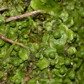 Asterella-thallose-liverwort-Peach-Cove-trail-Bream-Head-17-07-2011-IMG_3042.jpg