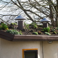 Hundertwasser-toilet-ancillary-green-roof-Kawakawa-09-07-2011-IMG_9139.jpg