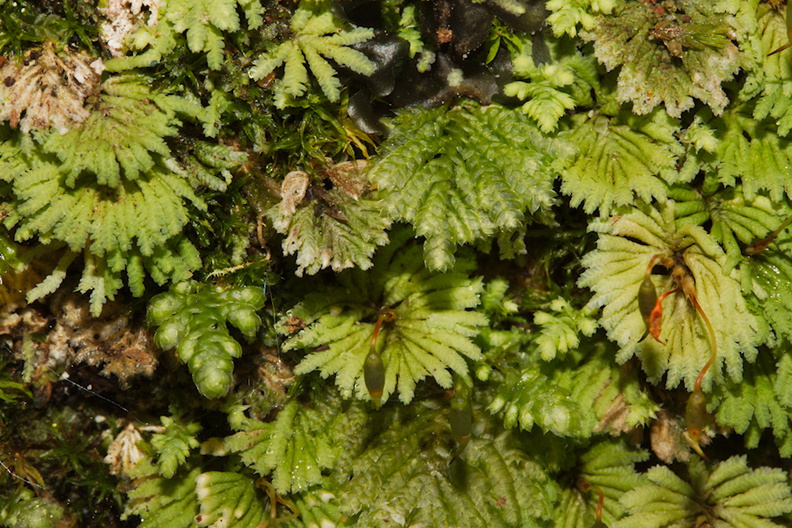 Hypopterygium-sp-moss-Whangarei-area-2015-08-20-IMG_1184.jpg