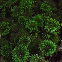 Mniodendron-dendroides-umbrella-moss-Short-Loop-Pukenui-Whangarei-2013-07-11-IMG 2545