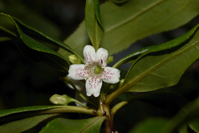 Myoporum-laetum-ngaio-white-flower-small-tree-Ocean-Beach-Whangarei-Heads-2013-07-12-IMG_9298.jpg