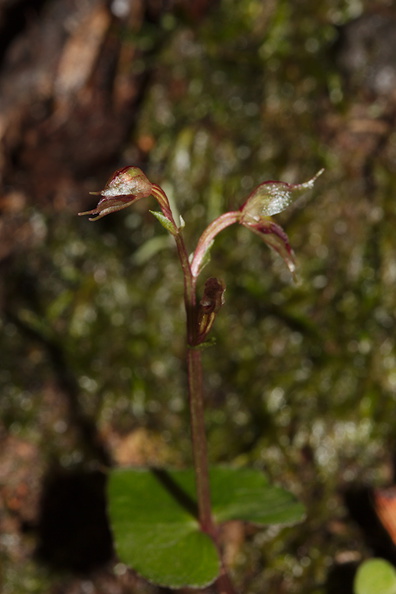 Acianthus-sinclairii-mosquito-orchid-Drummond-Track-Parihaka-2016-07-23-IMG_3293.jpg