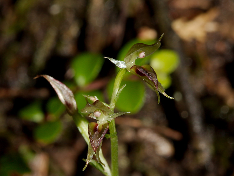 Acianthus-sinclairii-mosquito-orchid-Drummond-Track-Parihaka-2016-07-23-IMG_3297.jpg