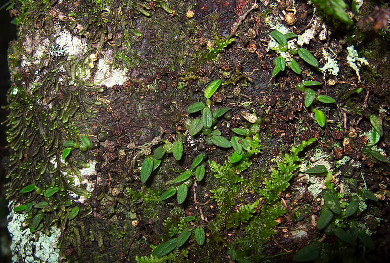 Bulbophyllum-pygmaeum-Dobbins-trail-Mt-Parikaha-Whangarei-13-07-2011-IMG_9257.jpg