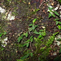 Bulbophyllum-pygmaeum-Dobbins-trail-Mt-Parikaha-Whangarei-13-07-2011-IMG 9257