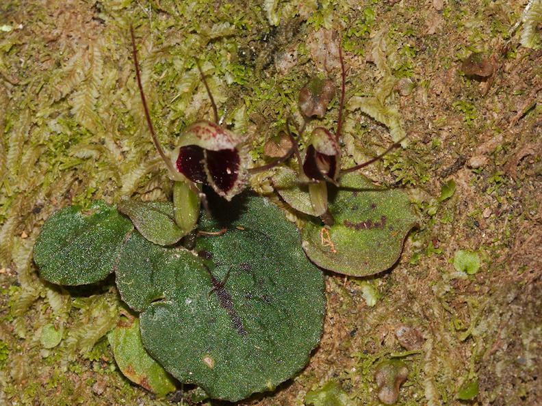 Corybas-oblongus-spider-orchid-Drummond-Track-Parihaka-Reserve-2015-09-28-IMG_1589.jpg