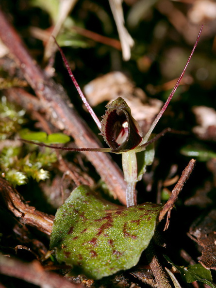 Corybas-oblongus-spider-orchid-Dundas-Track-Parihaka-2015-09-24-IMG_1417.jpg