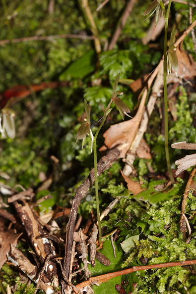 Cyrtostylis-oblonga-gnat-orchid-Hatea-River-Walk-Parihaka-Reserve-2015-09-29-IMG_1654.jpg