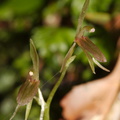 Cyrtostylis-oblonga-gnat-orchid-Hatea-River-Walk-Parihaka-Reserve-2015-09-29-IMG 1656