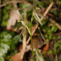 Cyrtostylis-oblonga-gnat-orchid-Hatea-River-Walk-Parihaka-Reserve-2015-09-29-IMG_1663.jpg