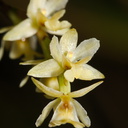 Earina-mucronata-bamboo-orchid-along-Hatea-River-Parihaka-Reserve-2015-09-29-IMG 1641