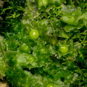 Fossombronia-sp-and-Marchantia-sp-liverworts-Whangarei-Falls-2013-07-16-IMG 9367 v2