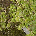 Lunaria-thallose-liverwort-Hatea-River-track-Whangarei-12-07-2011-IMG 2916