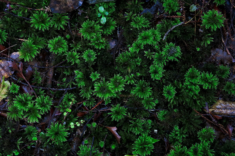 Mniodendron-dendroides-umbrella-moss-Hatea-River-Walk-Parihaka-Reserve-2016-06-10-IMG_6931.jpg