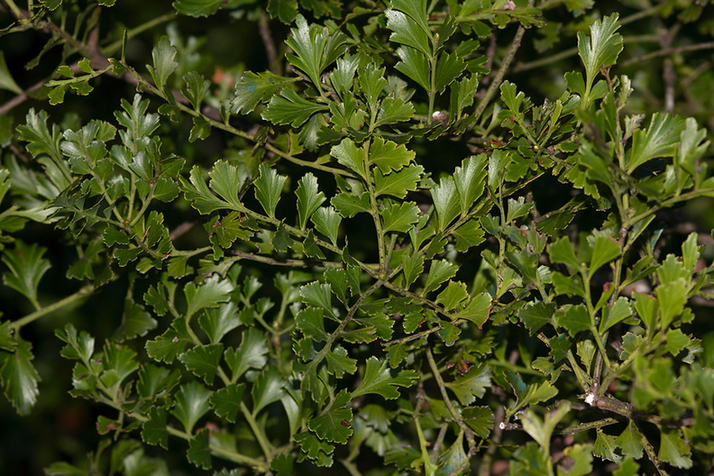 Phyllocladus-trichomanoides-celery-pine-tanekaha-Dobbins-trail-Mt-Parikaha-Whangarei-13-07-2011-IMG_2935.jpg