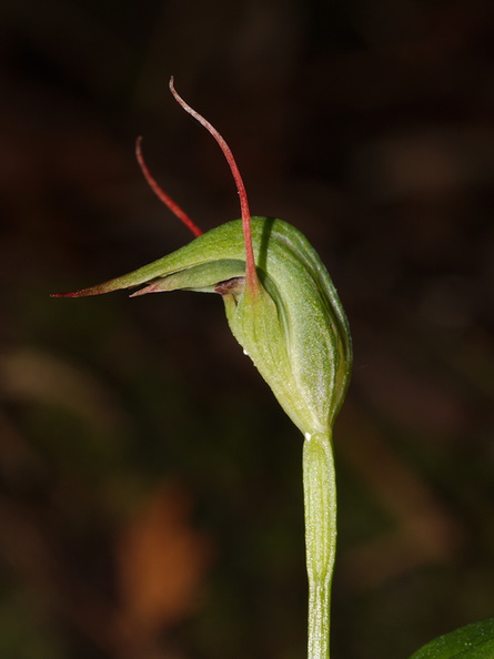Pterostylis-agathicola-greenhood-orchid-Dundas-Track-Parihaka-2015-09-24-IMG_1492.jpg