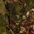 Pterostylis-agathicola-greenhood-orchid-Dundas-Track-Parihaka-2015-09-24-IMG_1495.jpg