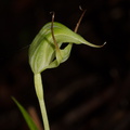 Pterostylis-sp-greenhood-orchid-Drummond-Track-Parihaka-2016-07-31-IMG_3399.jpg
