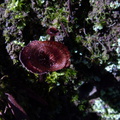 brown-shiny-mushroom-Drummond-Track-Parihaka-2017-05-26-IMG 8358