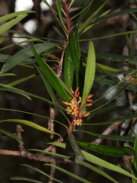 indet-small-tree-reddish-4-merous-flowers-Dundas-Track-Parihaka-2015-09-24-IMG_1457.jpg