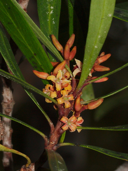 indet-small-tree-reddish-4-merous-flowers-Dundas-Track-Parihaka-2015-09-24-IMG_1457_v2.jpg