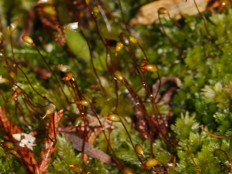 moss-sporophytes-Hatea-River-Walk-Parihaka-Reserve-2015-09-29-IMG_1643.jpg