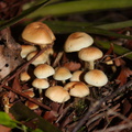 ochre-mushrooms-Hatea-River-Walk-Parihaka-Reserve-2015-10-02-IMG 1724