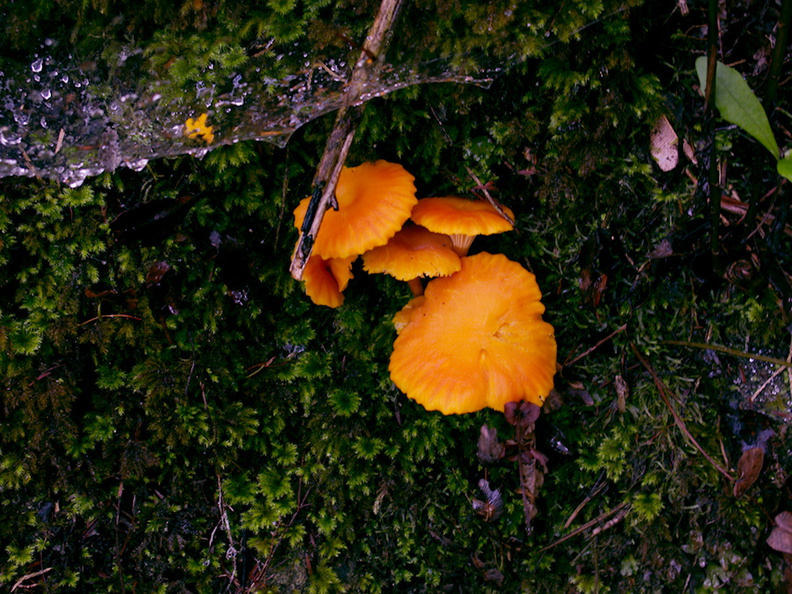 orange-gill-mushrooms-Drummond-Track-Parihaka-Whangarei-2017-04-21-IMG_8181.jpg