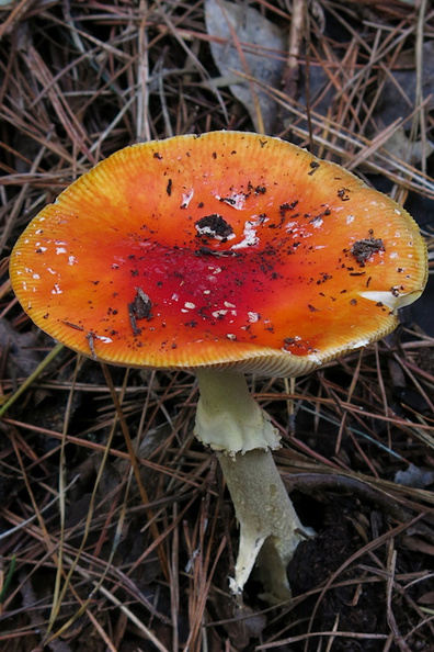red-mushroom-at-beginning-of-Dundas-Ross-track-Parihaka-2017-05-20-IMG_8279.jpg