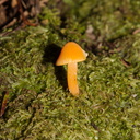 small-orange-mushroom-Hatea-River-Walk-Parihaka-Reserve-2015-09-29-IMG 1672