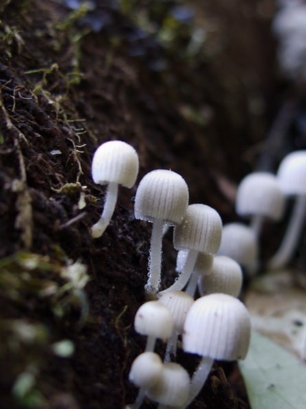 white-dewy-mushroom-perhaps-wax-gill-Drummond-Track-Parihaka-2016-07-02-IMG_7059.jpg