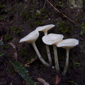 white-waxy-mushroom-Drummond-track-Parihaka-2016-06-23-IMG 7048