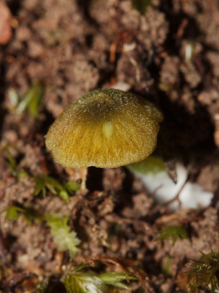 yellow-orange-mushroom-Mair-Park-Parihaka-2015-09-16-IMG_1367.jpg