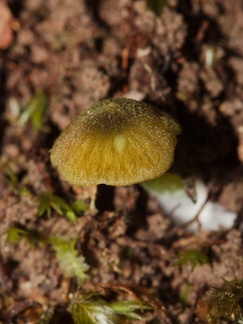 yellow-orange-mushroom-Mair-Park-Parihaka-2015-09-16-IMG 1367