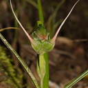 Pterostylis-banksiae-greenhood-orchid-Smugglers-Cove-2015-09-26-IMG 1530