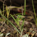 Pterostylis-banksiae-greenhood-orchid-Smugglers-Cove-2015-09-26-IMG_1536.jpg
