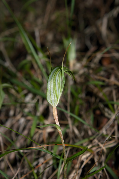 Pterostylis-sp-greenhood-orchid-Smugglers-Cove-Track-Whangarei-Heads-2013-07-09-IMG_9161.jpg