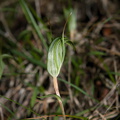 Pterostylis-sp-greenhood-orchid-Smugglers-Cove-Track-Whangarei-Heads-2013-07-09-IMG 9161