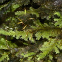 Rhizogonium-distichum-moss-Reed-Kauri-Reserve-2013-07-16-IMG 9331