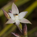 Thelymitra-longifolia-orchid-Smugglers-Cove-2015-11-23-IMG 2711