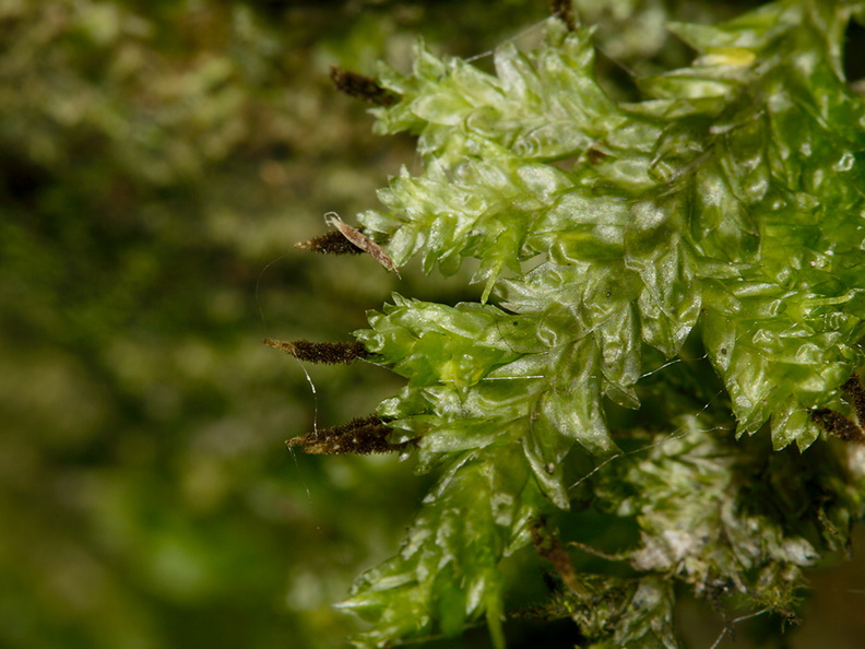 Trachyloma-diversinerve-moss-Reed-Kauri-Reserve-2013-07-16-IMG_9317.jpg