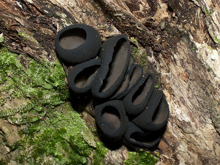 black-cup-fungus-Coronation-Reserve-Whangarei-18-07-2011-IMG 3062